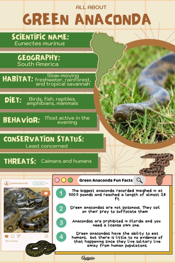 green anaconda chart with image, classification, and facts