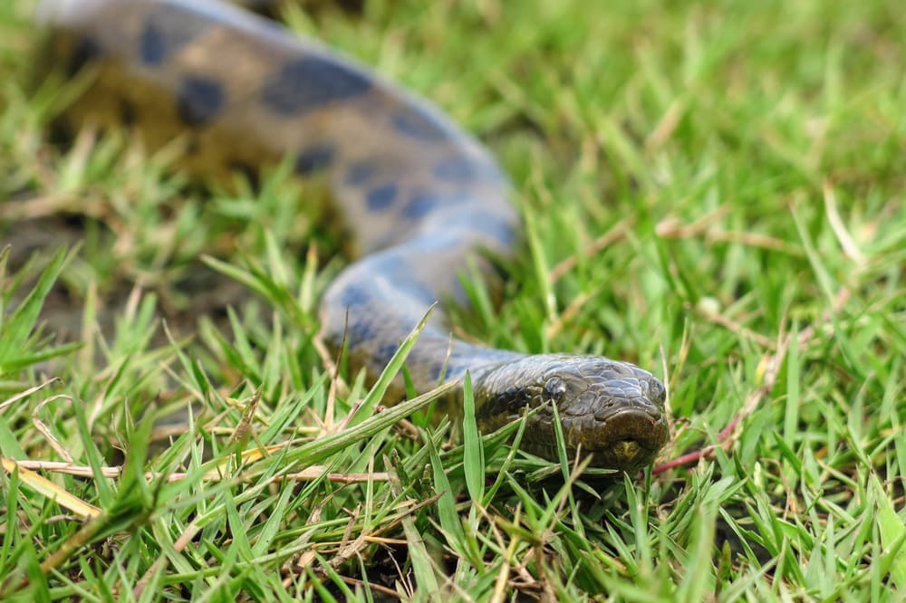 image of a green anaconda slithering on grass