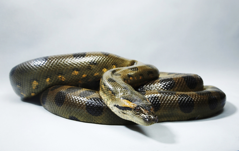 a green anaconda coiled and isolated on a white background