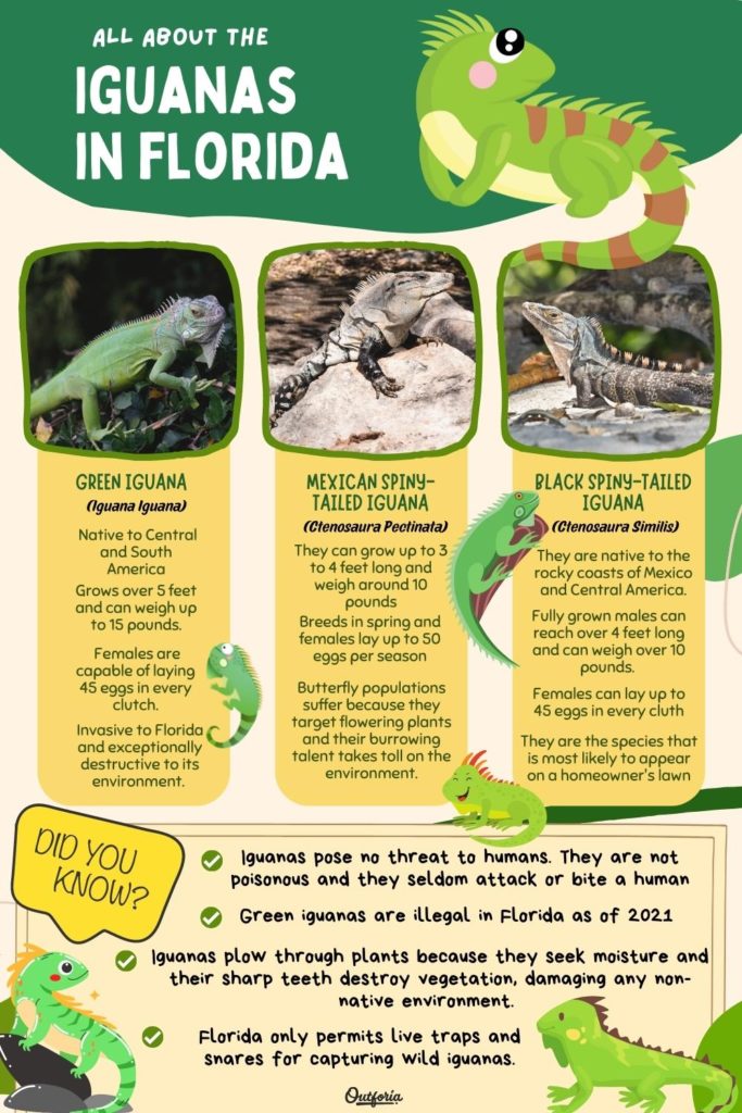 chart of the 3 iguanas in Florida with facts, names, and photos