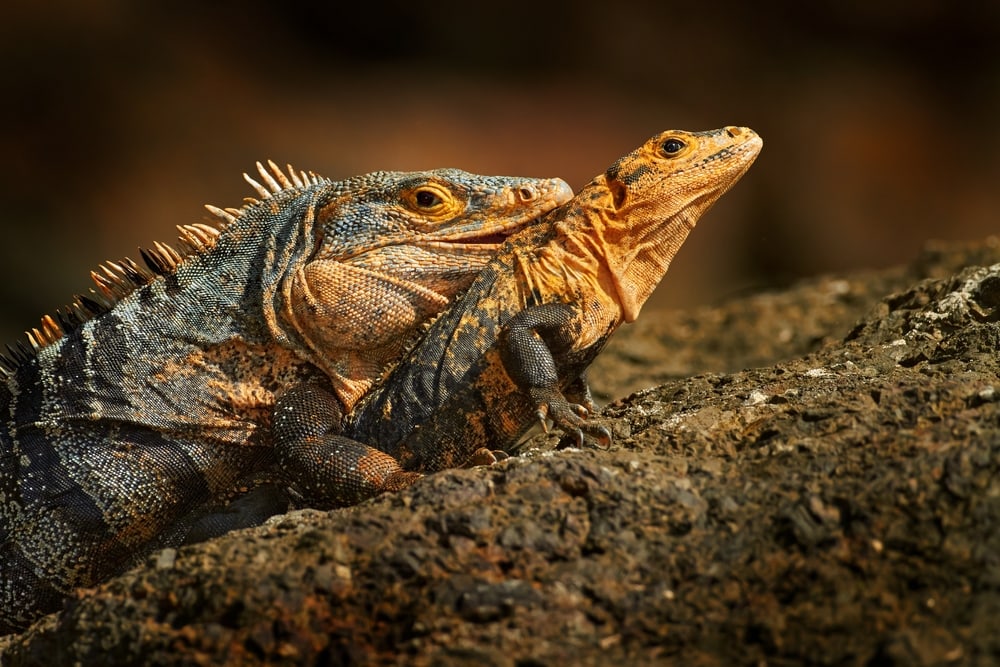 a pair of black spiny-tailed iguana on a rock