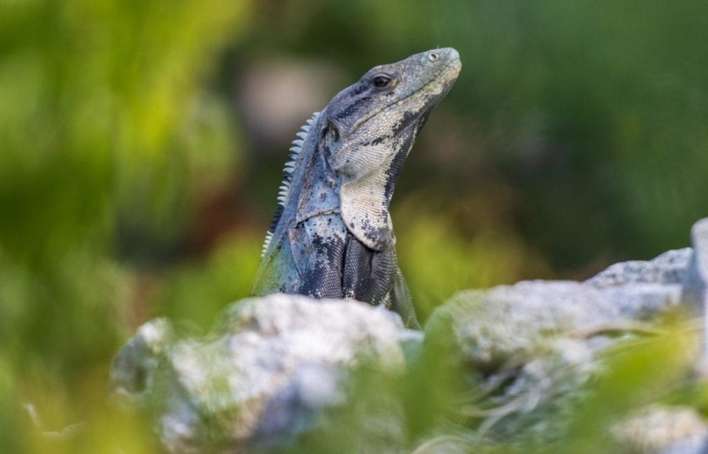 image of a black spiny-tailed iguana on behind the rocks