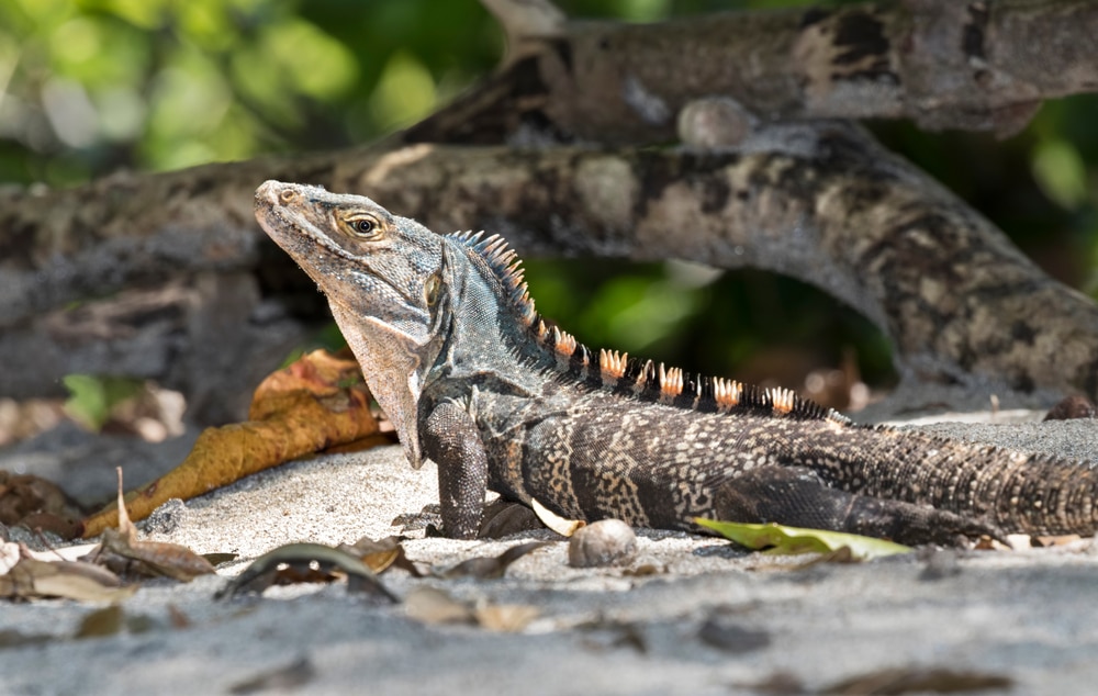 image of a black spiny-tailed iguana in the wild