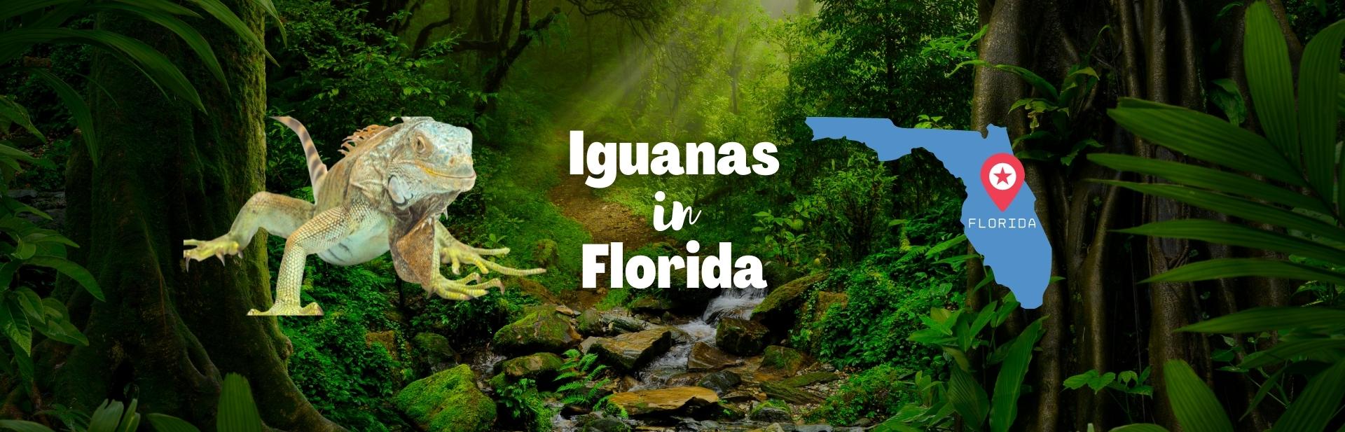 The 3 Invasive Iguanas in Florida: Guide with Pictures and Facts