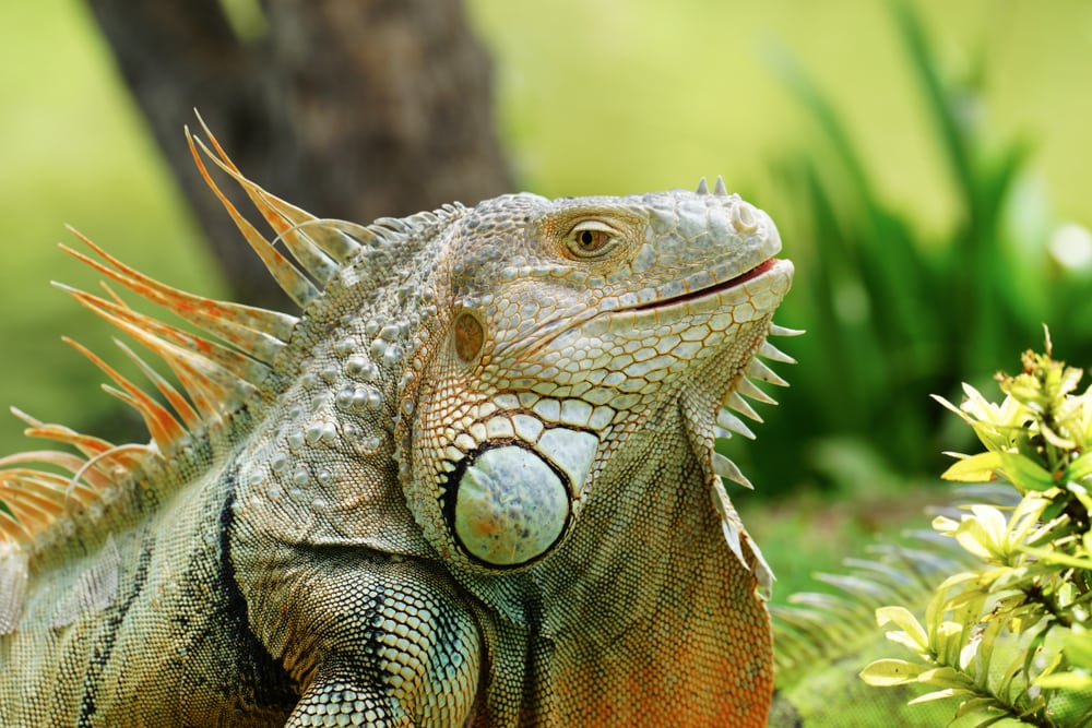 close up image of a head of a green iguana 