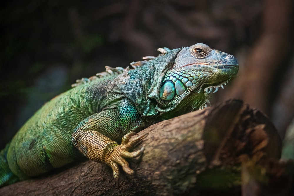 image of a green iguana on a tree log
