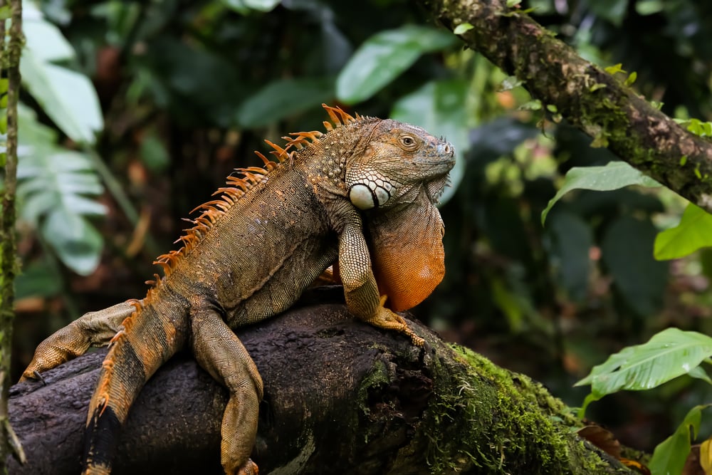 image of a green iguana on a mossy branch in a rainforest