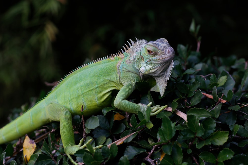image of a green iguana or American iguana on leaves 