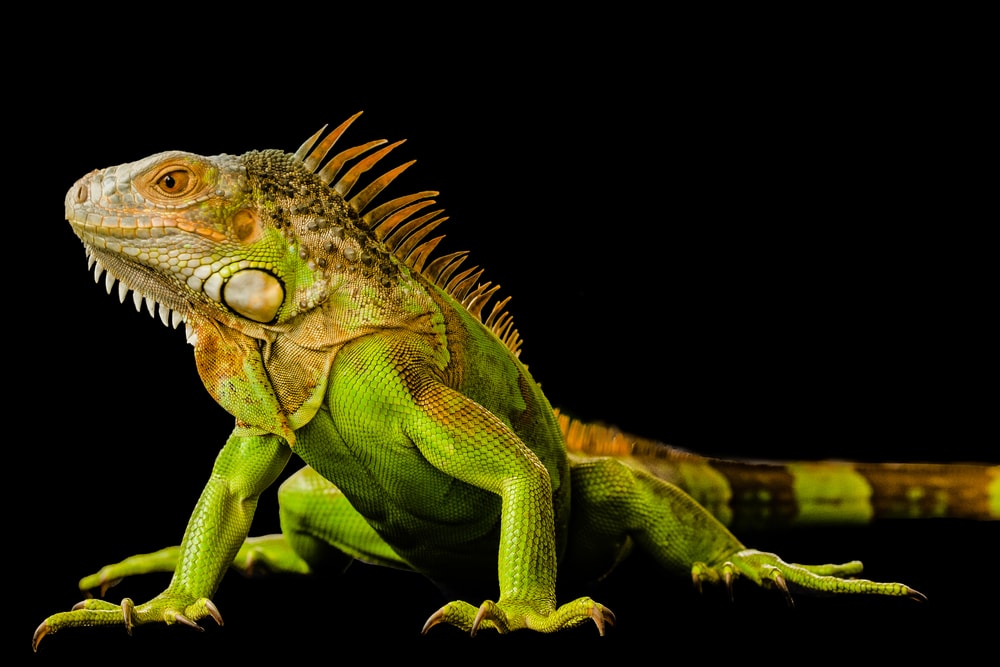 image of a green iguana isolated on a black background