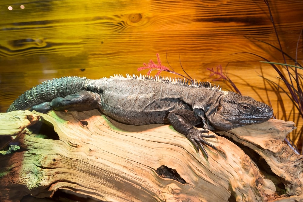 image of a Mexican spiny-tailed iguana on a terrarium setting