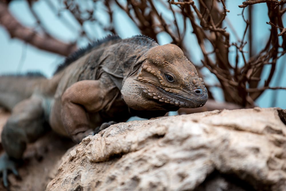image of a Mexican spiny-tailed iguana on a rock