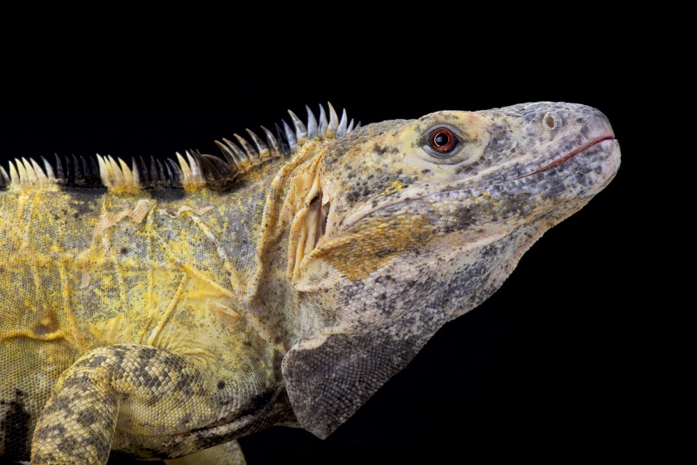 close up image of a Mexican spiny-tailed iguana isolated on a black background