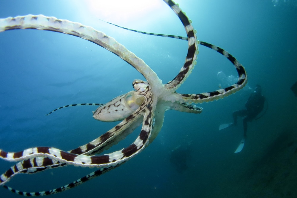 image of a mimic octopus with a diver 