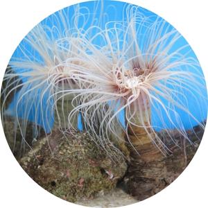 photo of a sea anemone