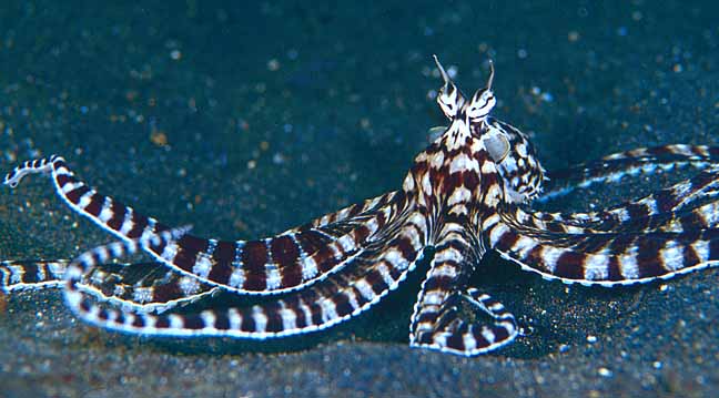 photo of a mimic octopus underwater