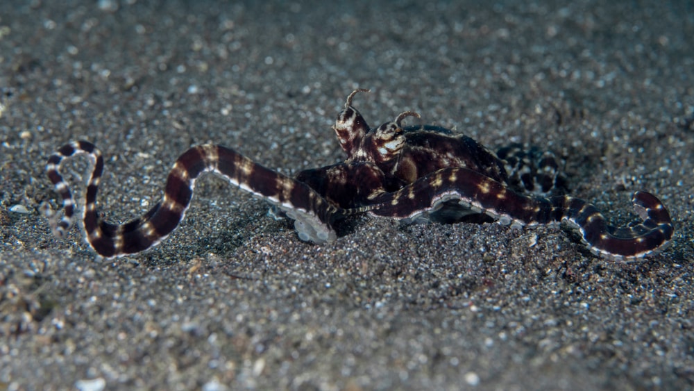 image of a mimic octopus burrowing itself in the sand 