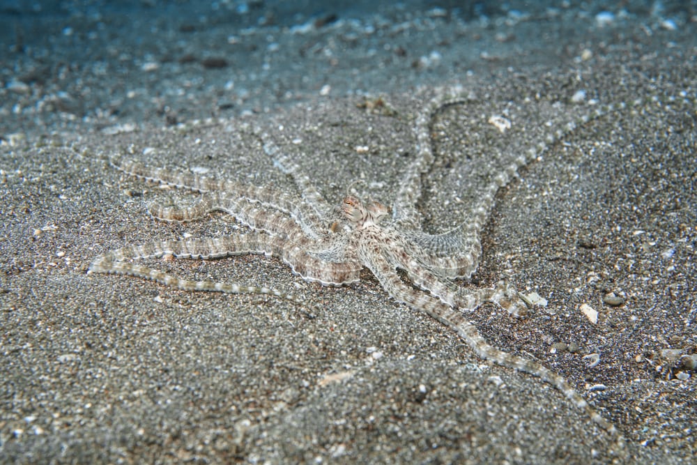 image of a mimic octopus camouflaging in the sand 