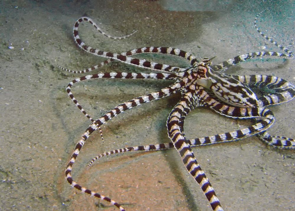 The Mysterious Mimic Octopus: The Master Of Disguise - Outforia
