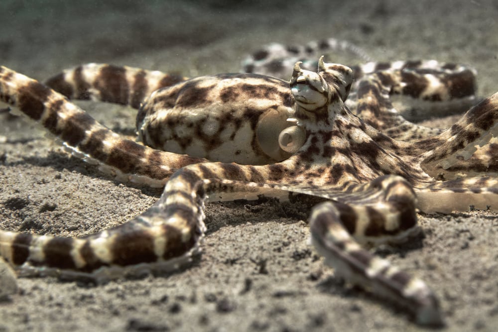 close up image of a mimic octopus on the ocean floor