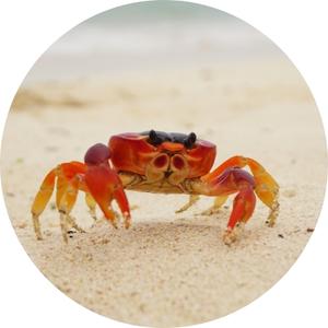image of a crab in a sand 