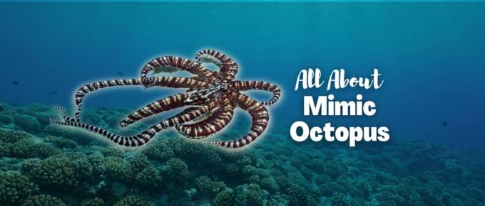 mimic octopus featured image