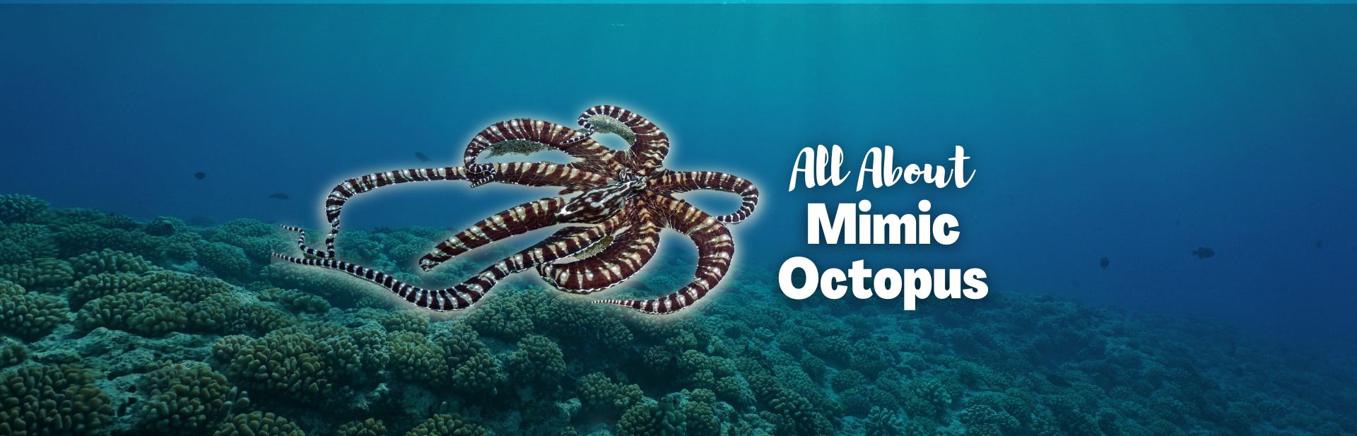 The Mysterious Mimic Octopus: Master Of Disguise Revealed