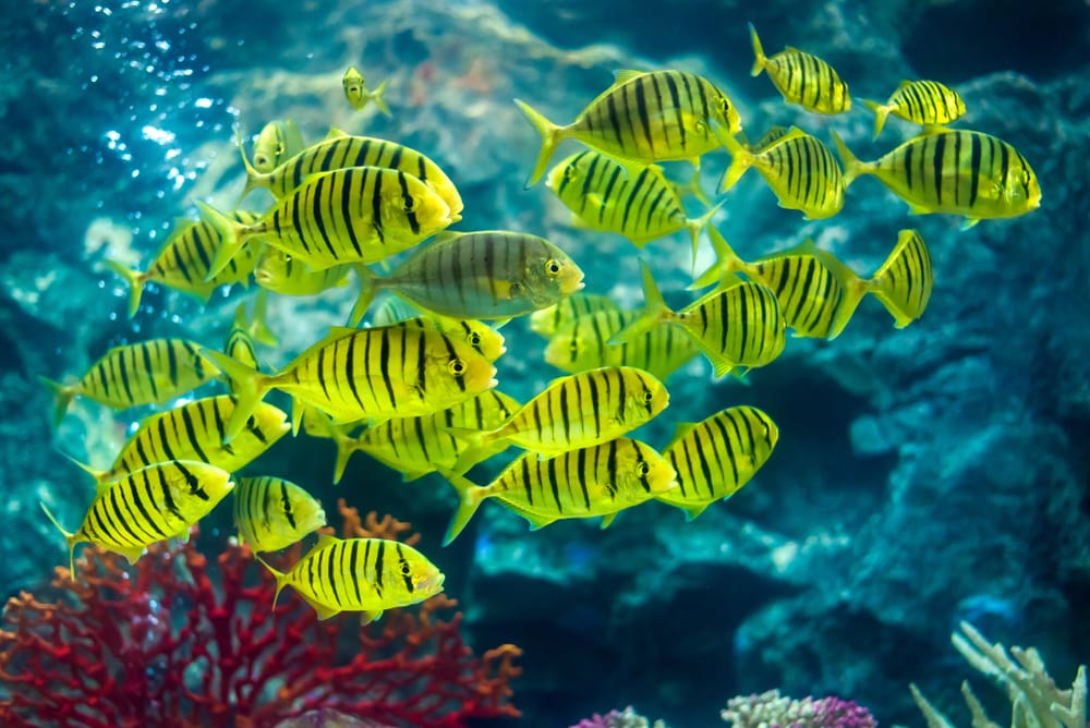 image of a school of golden trevally in an aquarium