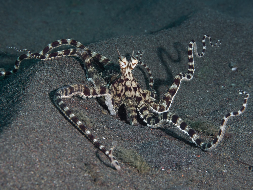 mimic octopus on the ocean floor raising its tentacles