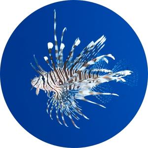 image of a lionfish