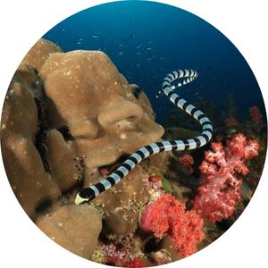 image of a sea snake underwater