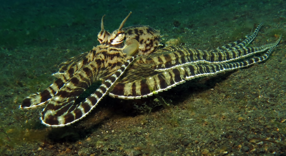 image of a mimic octopus swimming 