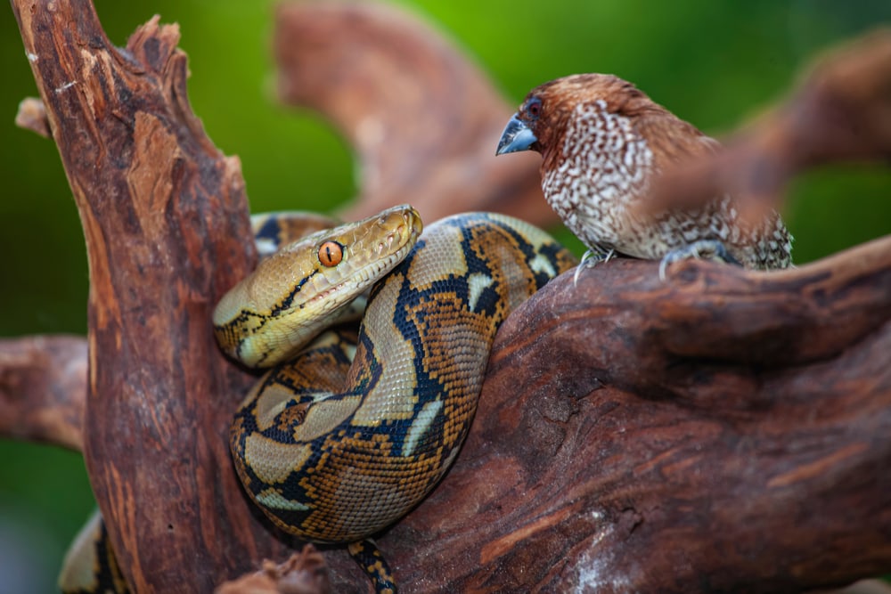 reticulated python on a tree branch with a bird
