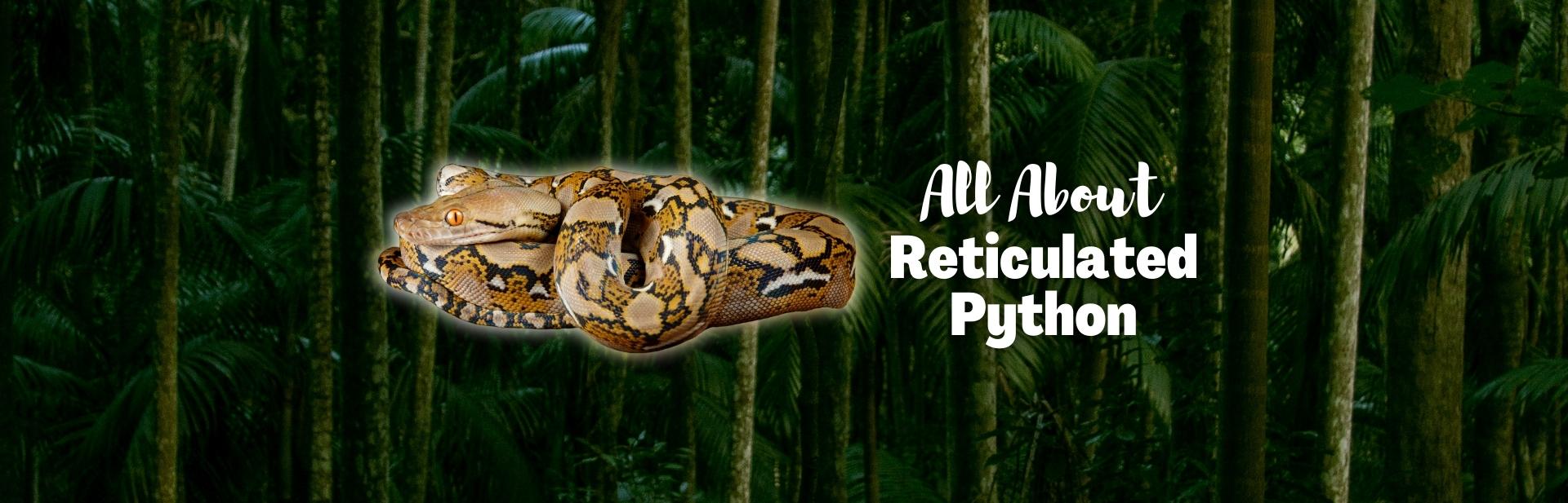 The Reticulated Python: Exploring the Life and Behavior of This Giant Serpent