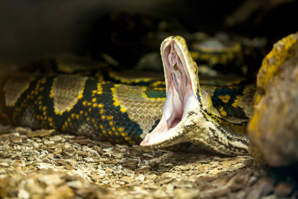 image of a reticulated python opening its mouth