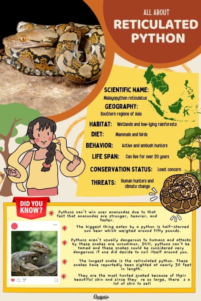 reticulated python chart with classification, facts, and images
