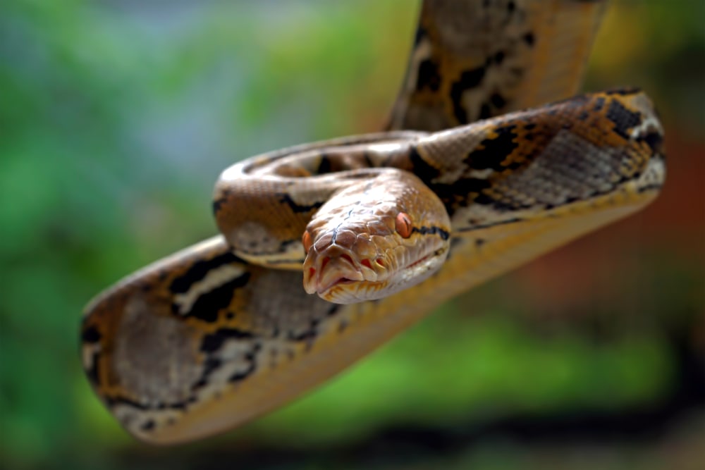 image of a hanging reticulated python