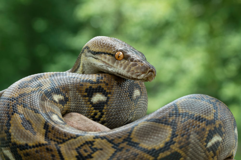close up photo of a reticulated python