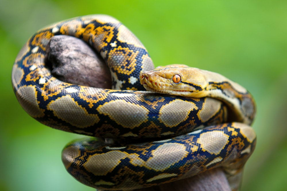 image of a reticulated python coiled on a branch
