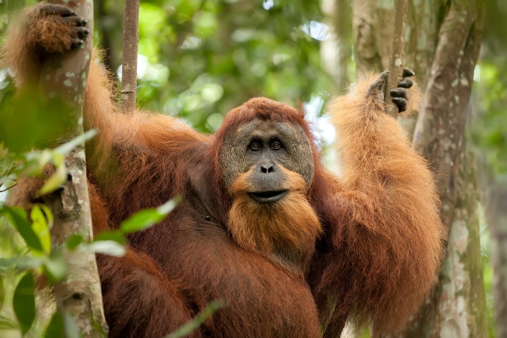image of a Sumatran orangutan resting on a tree in a forest