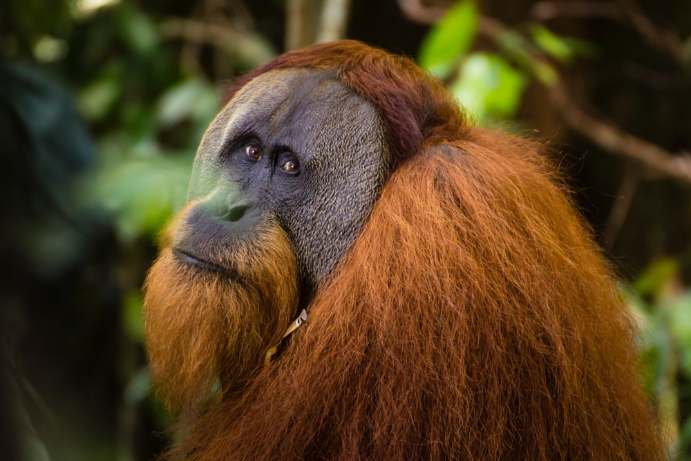 portrait of a male Sumatran Orangutan