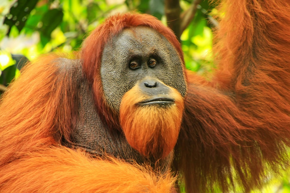 portrait of a Sumatran Orangutan in the wild