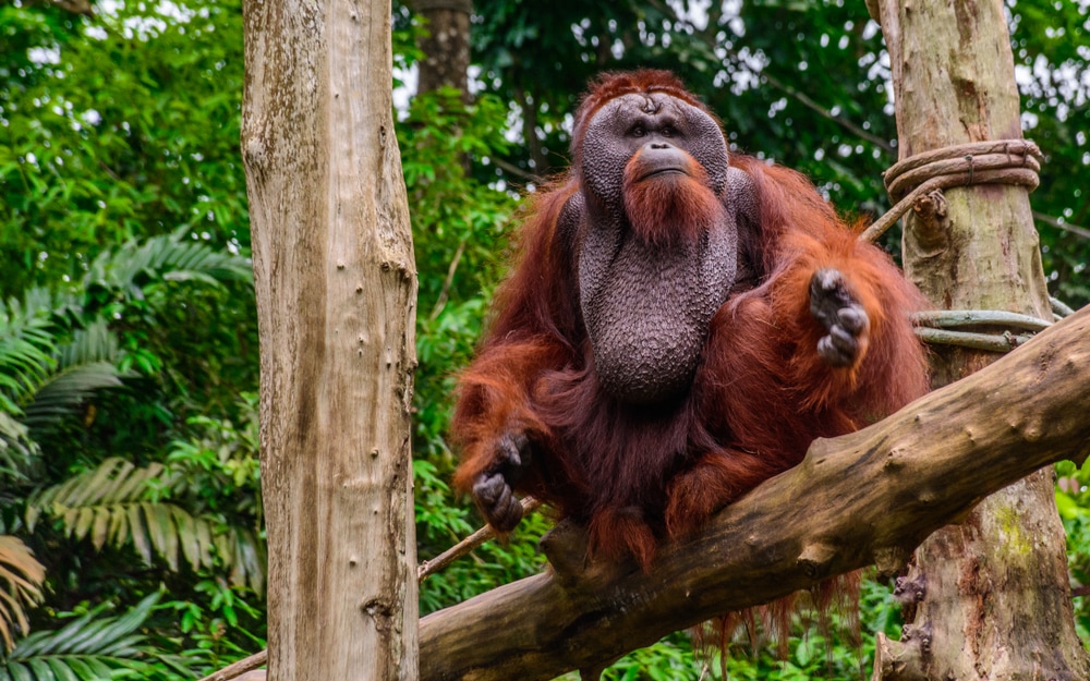 A male Sumatran Orangutan sitting on a tree branch
