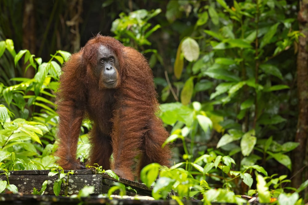 image of a Bornean Orangutan in the forests of Borneo 