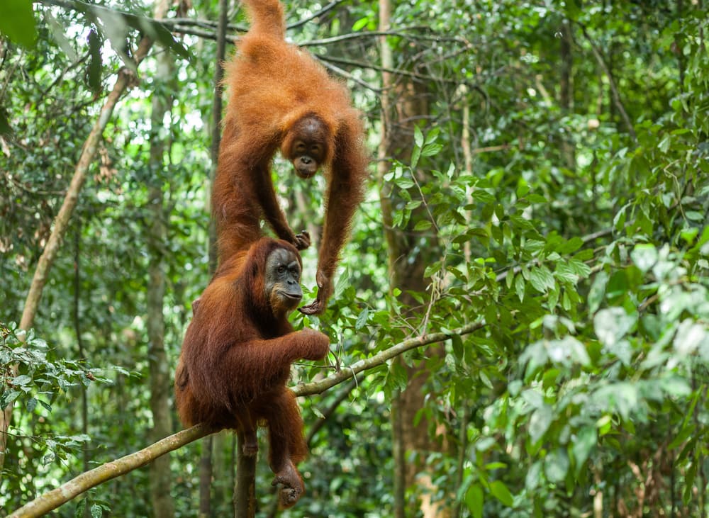 a pair of Sumantran orangutan in the jungle of Sumatra