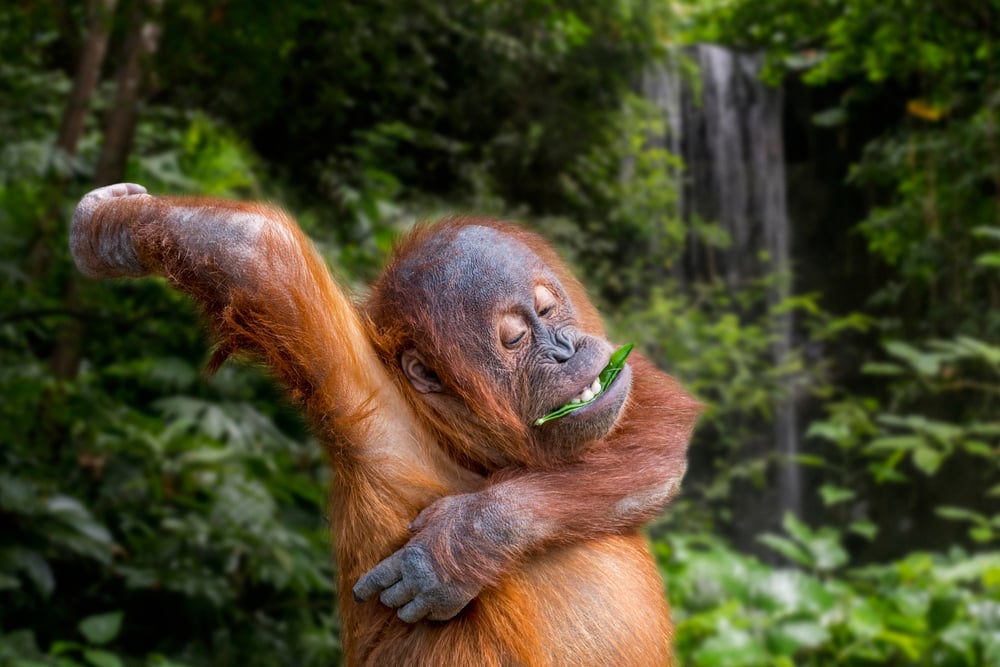 image of a young Sumatran orangutan with  a leaf in its mouth