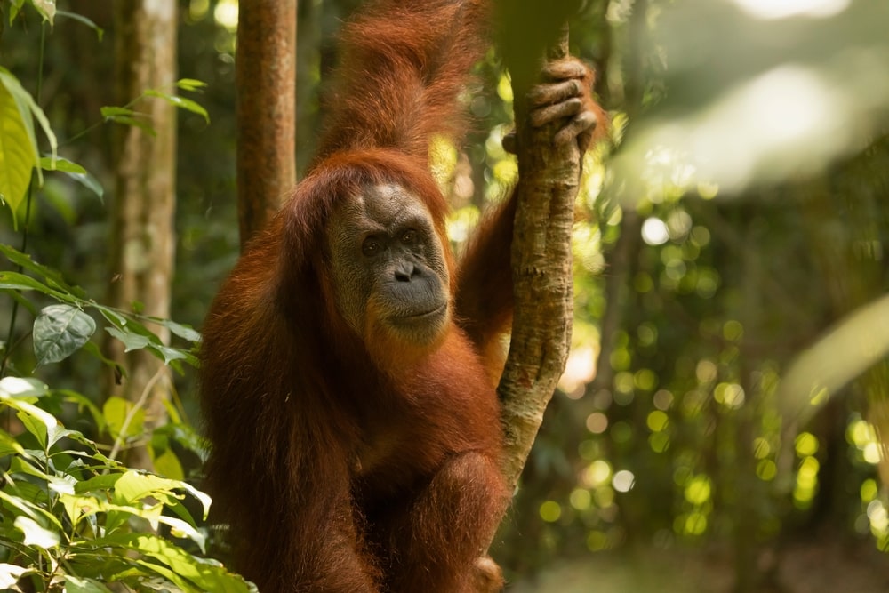 image of Sumatran orangutan holding on a tree branch