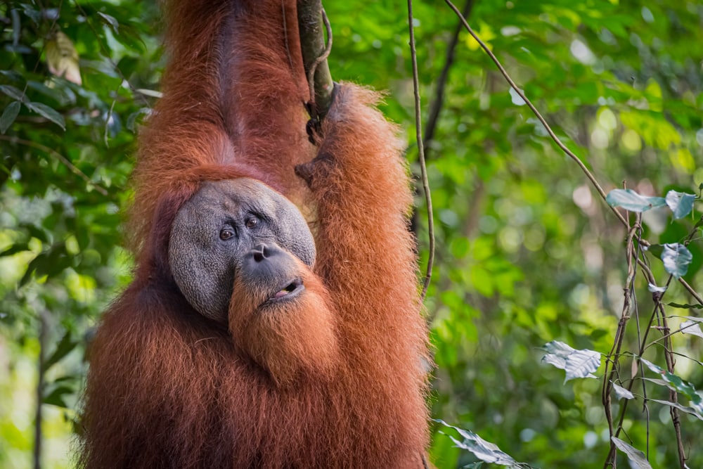 a male Sumatran orangutan in the wild