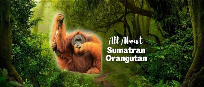 sumatran orangutan featured image
