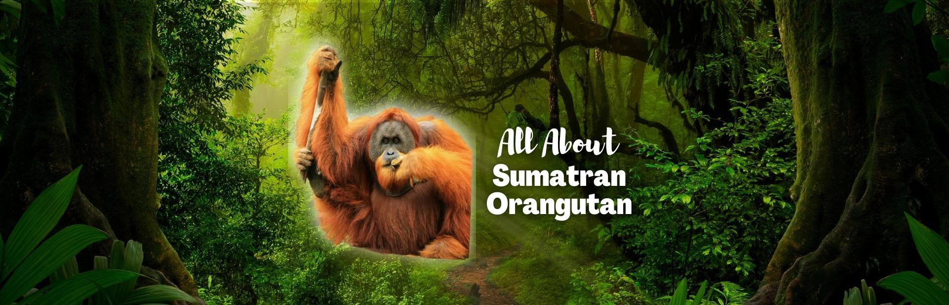Sumatran Orangutan: The Red Apes of the Forest