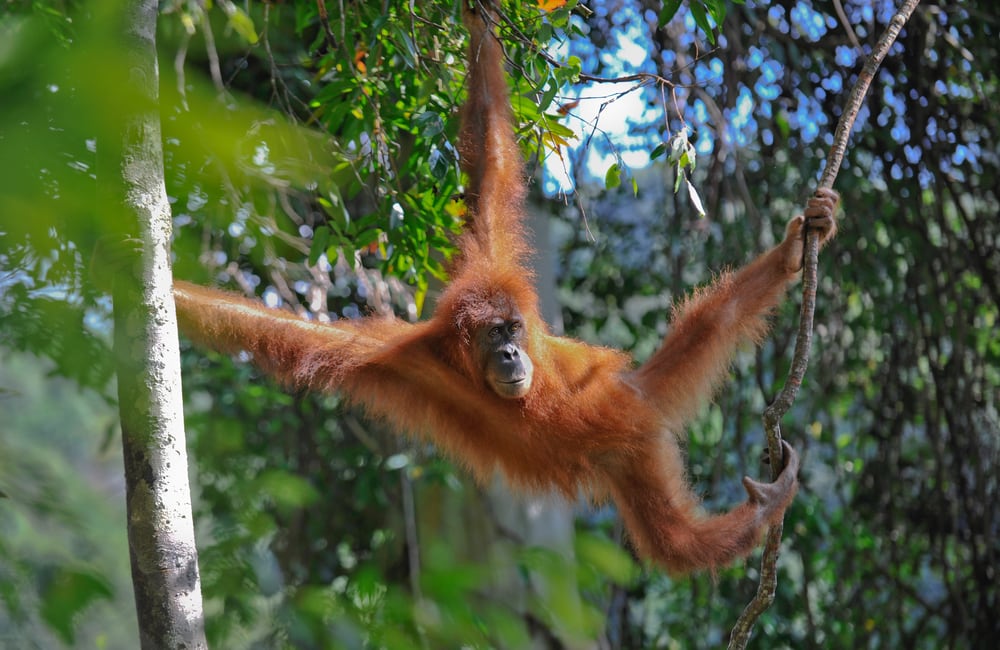 a young Sumatran orangutan swinging from a branch
